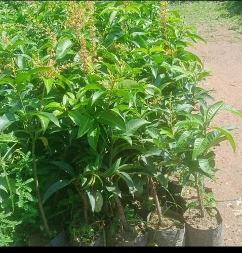 Red Fleshed Guava Plant, Color : Green