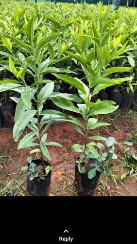 Green White Sandalwood Plant