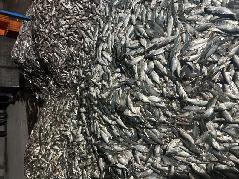 Mix grade Frozen Fish, for Food, Feature Non Harmful, Protein at Rs