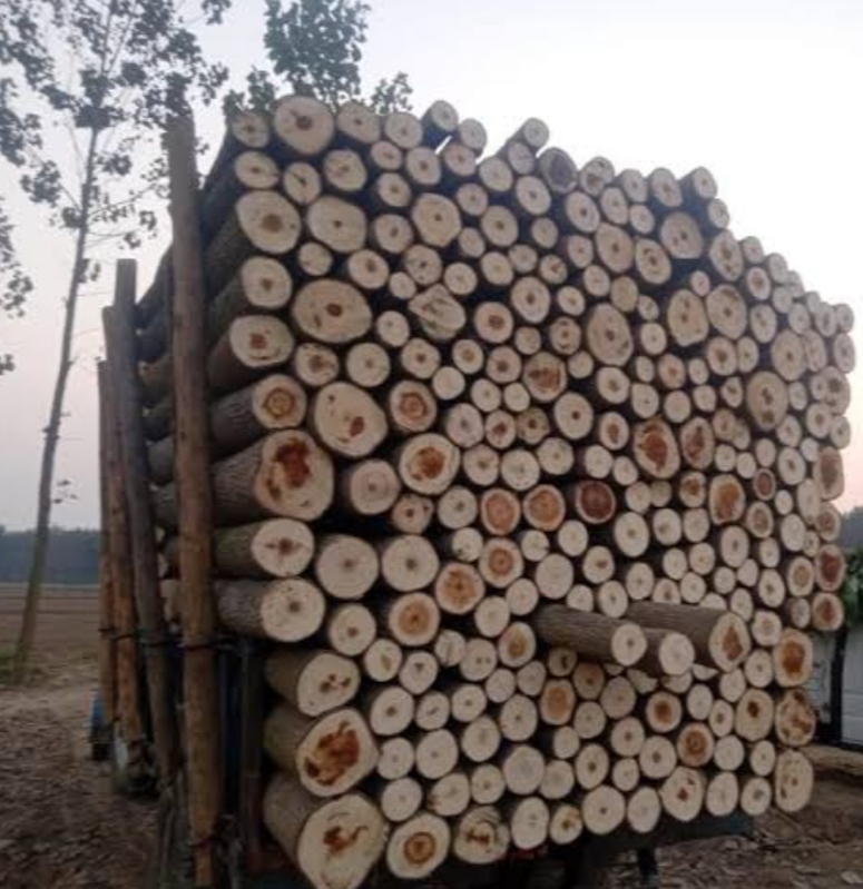 Brown Poplar Wood Log