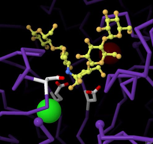 KOSALA Saccharification Enzyme