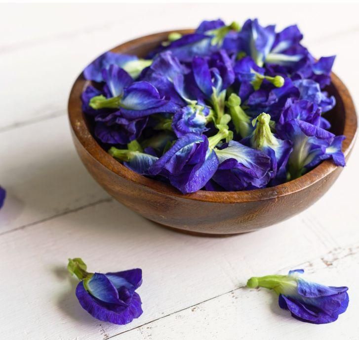 Fresh Butterfly Pea Flower