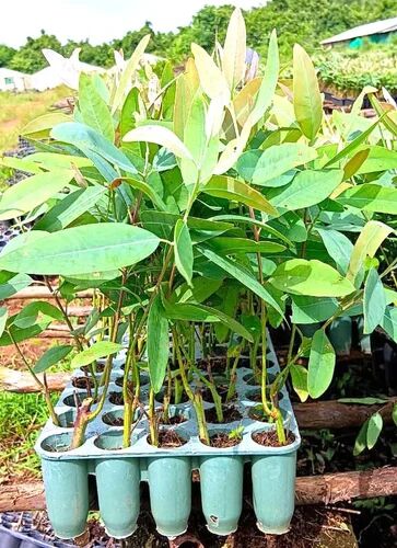 Green Eucalyptus Clone Plant, for Garden, Packaging Type : Polybag