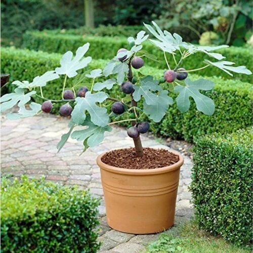 Fig Plant, for Fruits, Color : Green