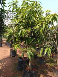 Green Langra Mango Plant