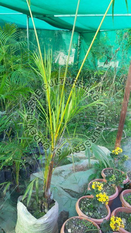 Green Bottle Palm Plant, Packaging Type : Plastic Pouch