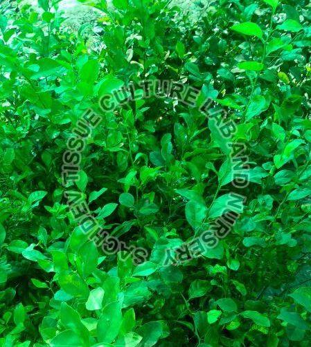 Conocarpus Plant, Purity : 90%