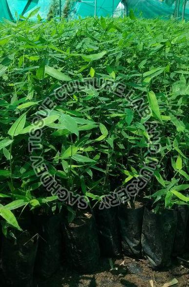 Green Plain Deshi Bamboo Plant, for Outdoor Use, Size : 10 Inches