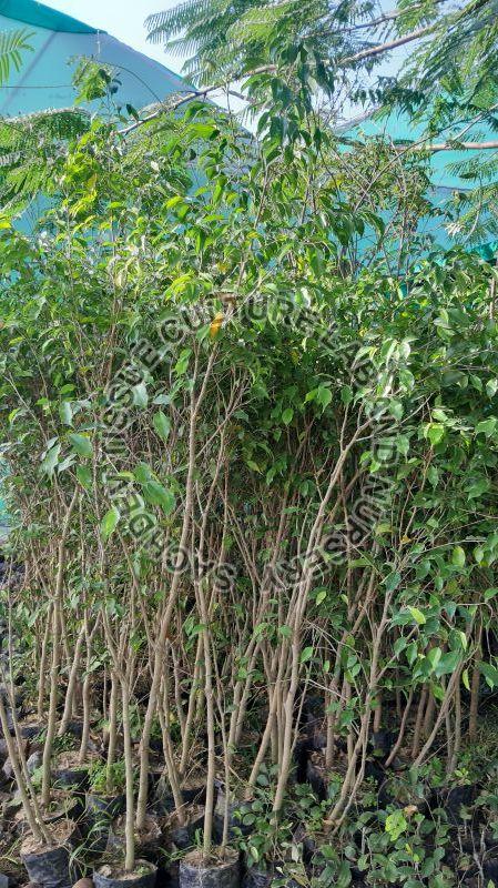 Green Natural Ficus Plant, for Plantation