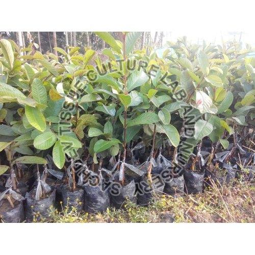 red diamond guava plant