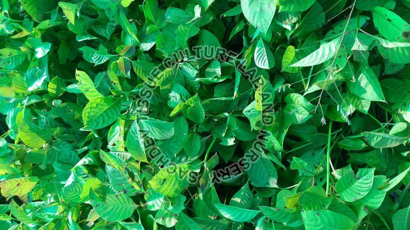Green Kadamba Plant