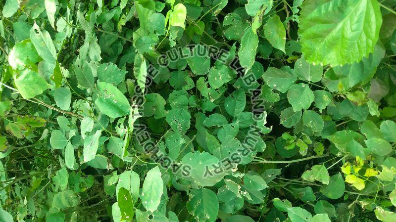 Karanja Plant, for Medicinal, Color : Green