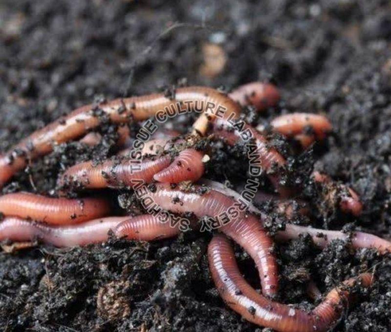 Vermiculture Earthworm, for Agriculture