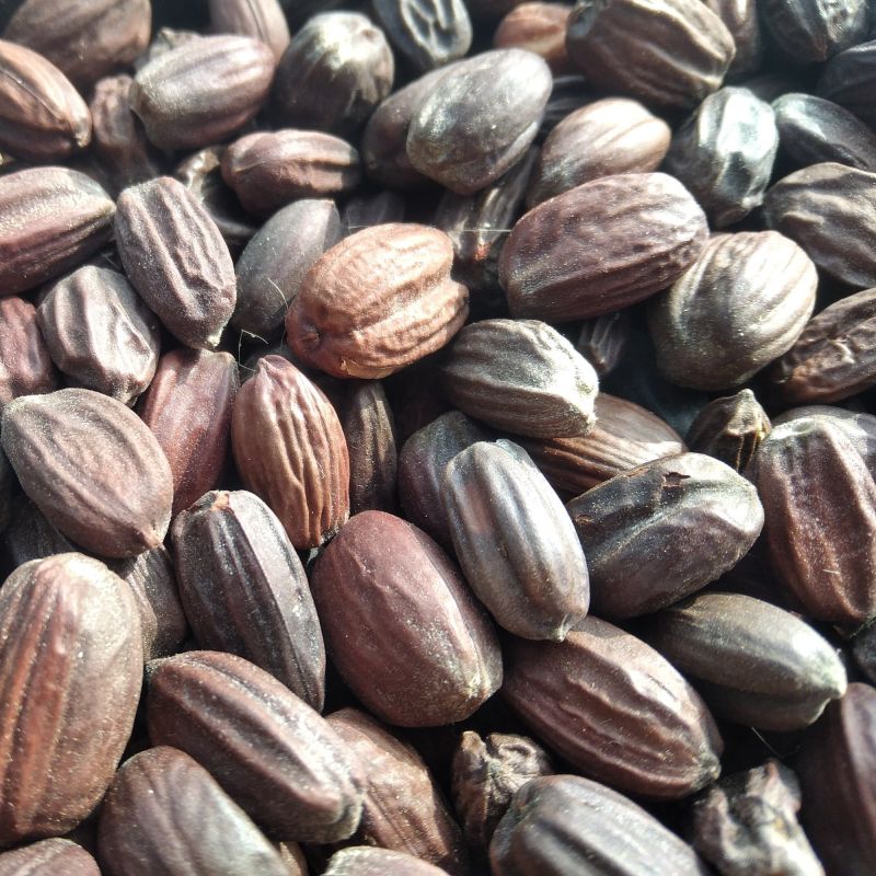 Solid Jojoba Seed, for Medicine, Color : Brown