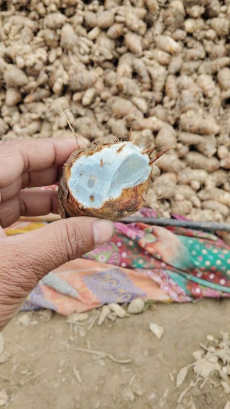 Black Turmeric, for Cooking, Medicine