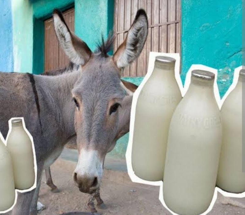 White Fresh Donkey Milk, for Medicine Use