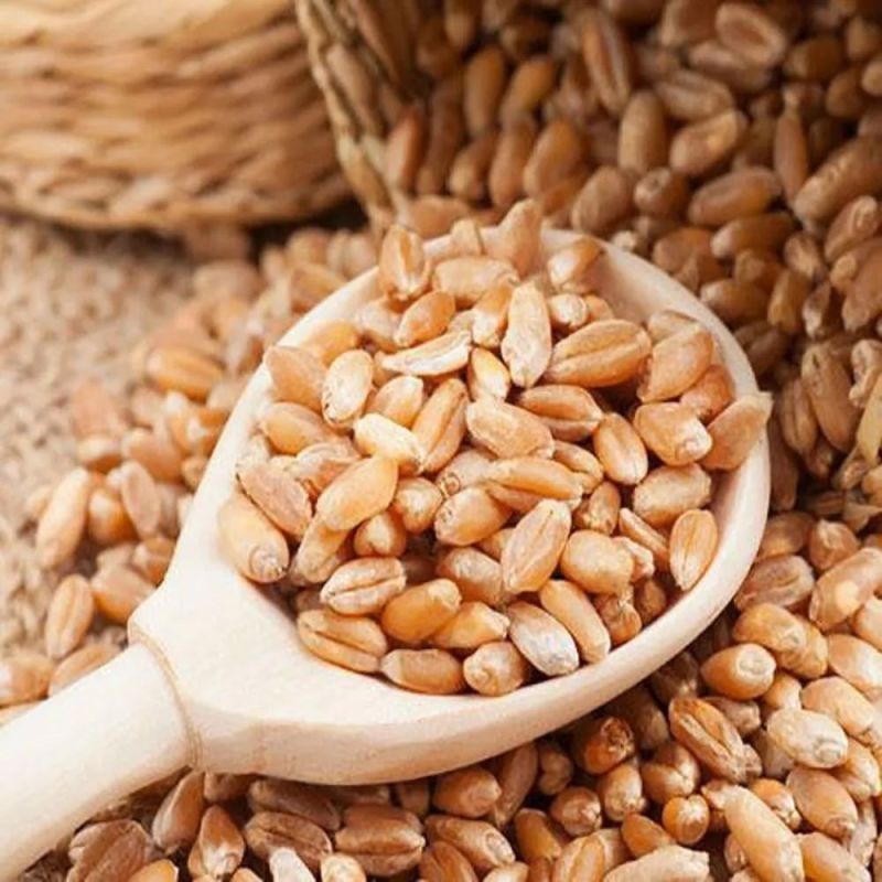 Premium Wheat Seeds