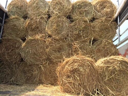 Brown-Yellow Natural Soybean Straw, for Cattle Feed, Packaging Type : Bales