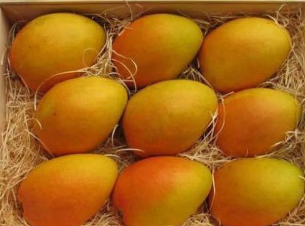 Organic mango, Packaging Size : 5kg
