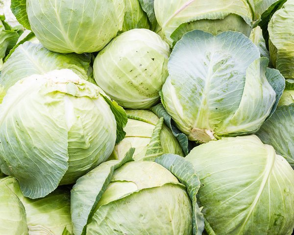 Fresh Green Cabbage, for Cooking, Shelf Life : 15 Days