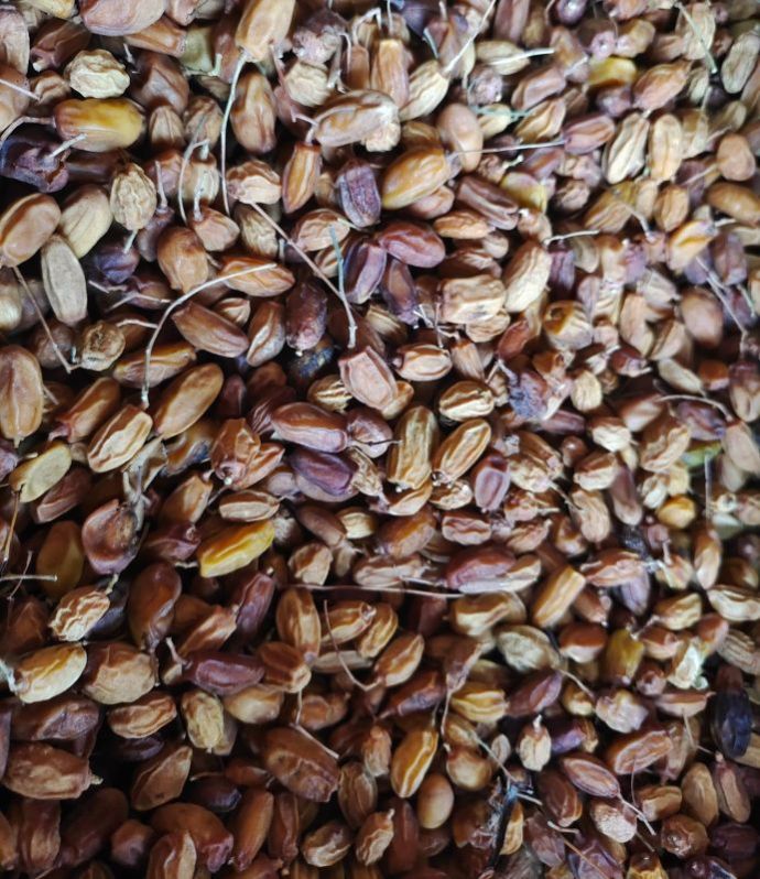 Organic Neem Seeds for Cosmetic at Rs 60 / 10ton in Nanded - ID: 7329702