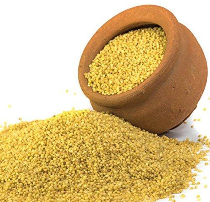 Yellow Fresh Foxtail Millet Seeds
