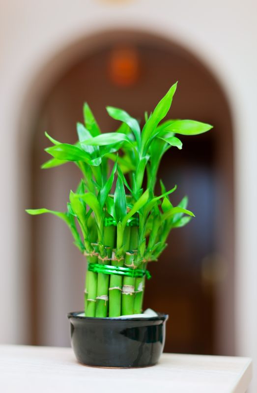 Green Bamboo Plant