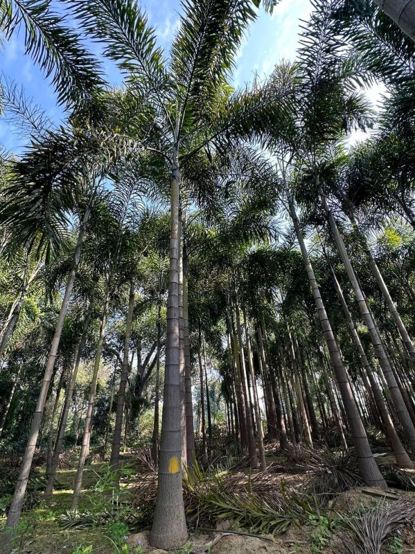 Foxtail palm