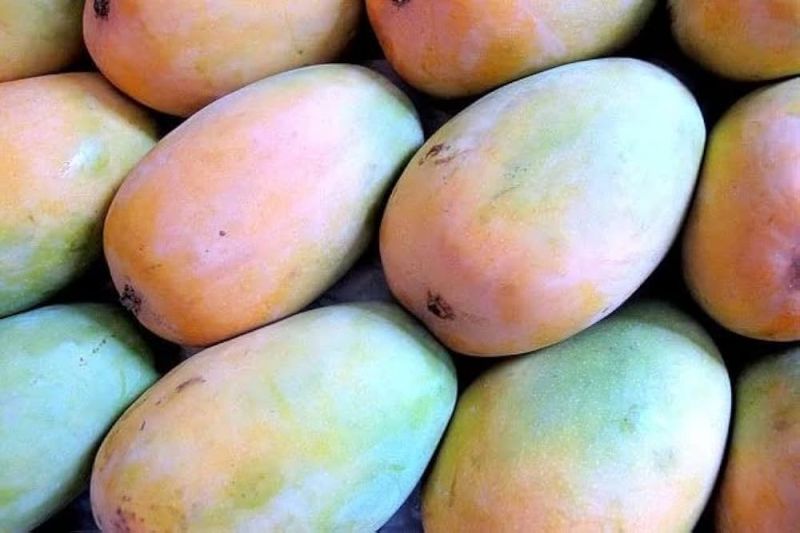Organic Kesar Mango, for Juice Making, Food Processing, Direct Consumption, Taste : Sweet