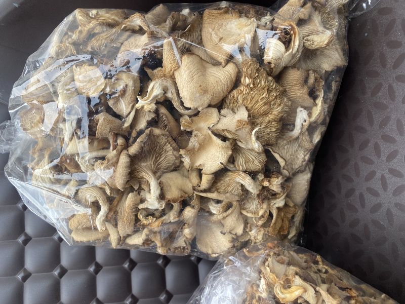 Light Brown Dry Oyster Mushroom, Shelf Life I Year, Packaging Type