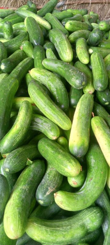 Green Fresh Cucumber, Packaging Type : Jute bag