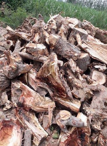 Poplar Firewood, for Burning Use, Fuel Purpose, Feature : Environment Friendly, Sturdiness, Superior Endurance