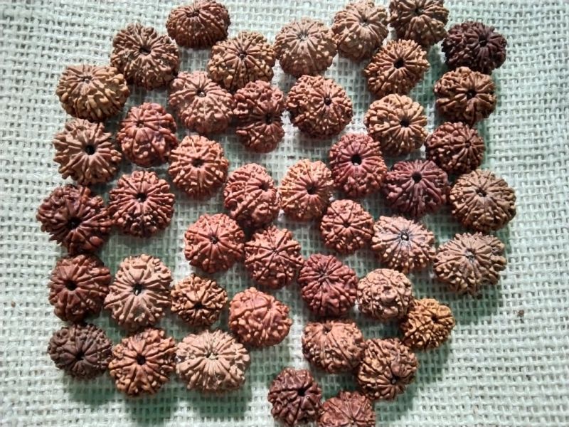 Rudraksha, For Religious, Feature : Controls Health Problems, Easily Washable, Excellent Strength