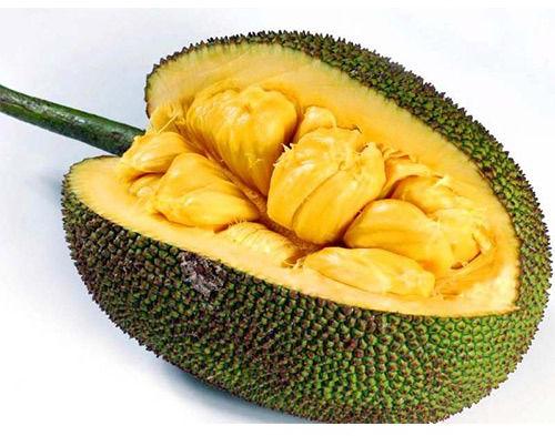 Green Fresh Jackfruit, for Human Consumption, Packaging Type : Gunny Bag