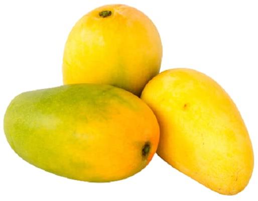 Yellow Organic Fresh Mango, For Human Consumption, Shelf Life : 10 Days