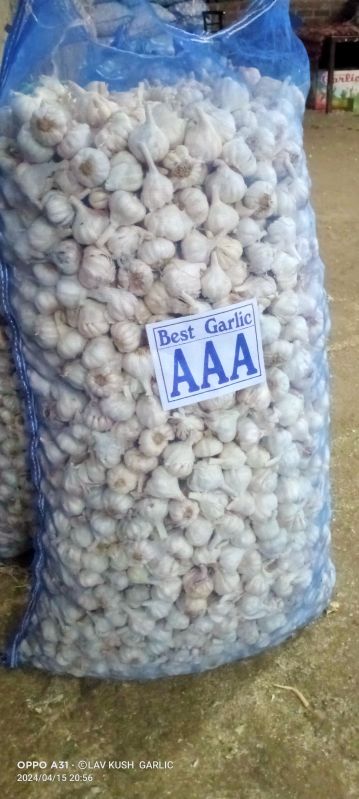 Garlic, Packaging Size : 5 Kg