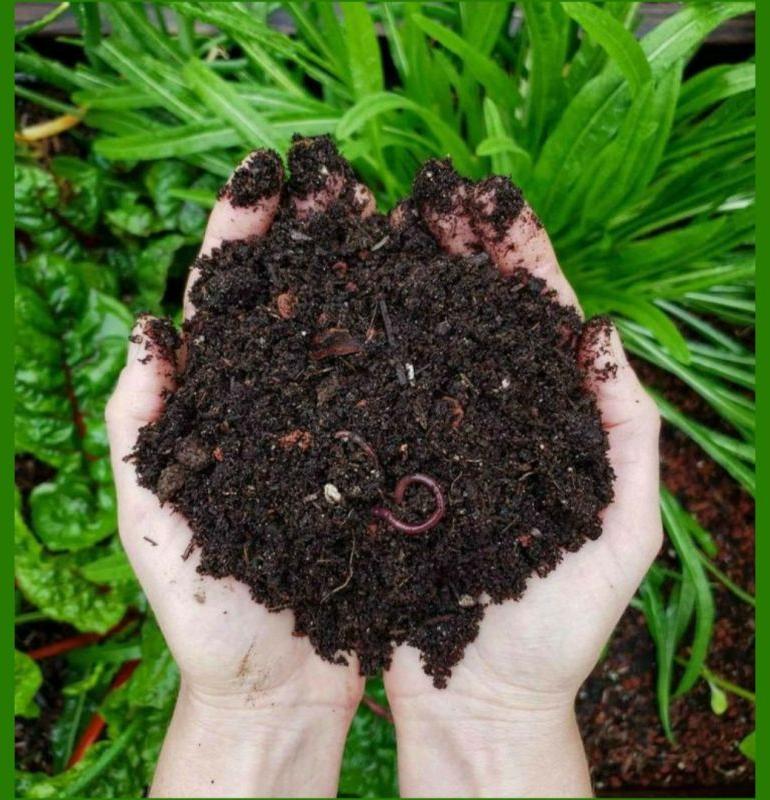 Organic Vermicompost Fertilizer