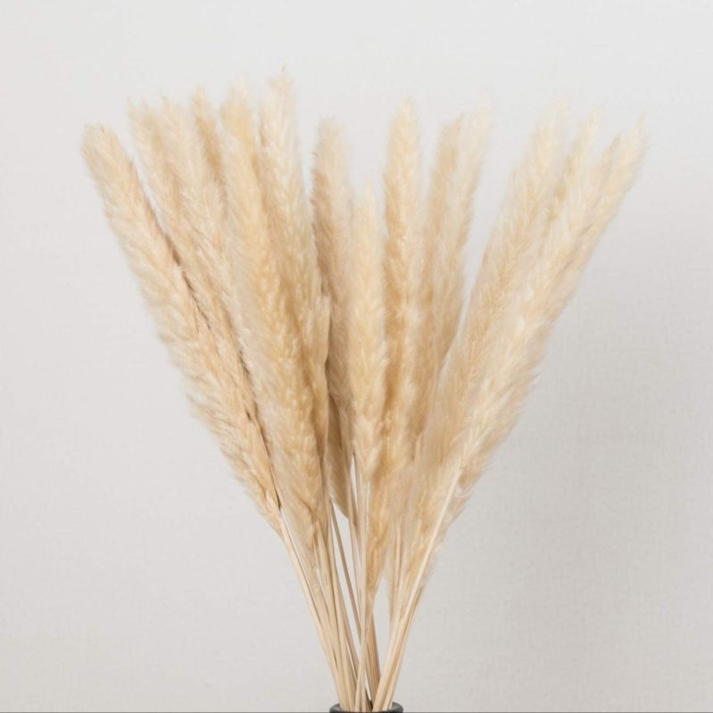 Natural Freeze Dried Pampas Grass, for Decoration, Packaging Type : Plastic Packet