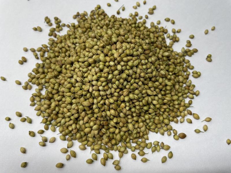 Green Solid Coriander Seeds, Certification : FSSAI Certified