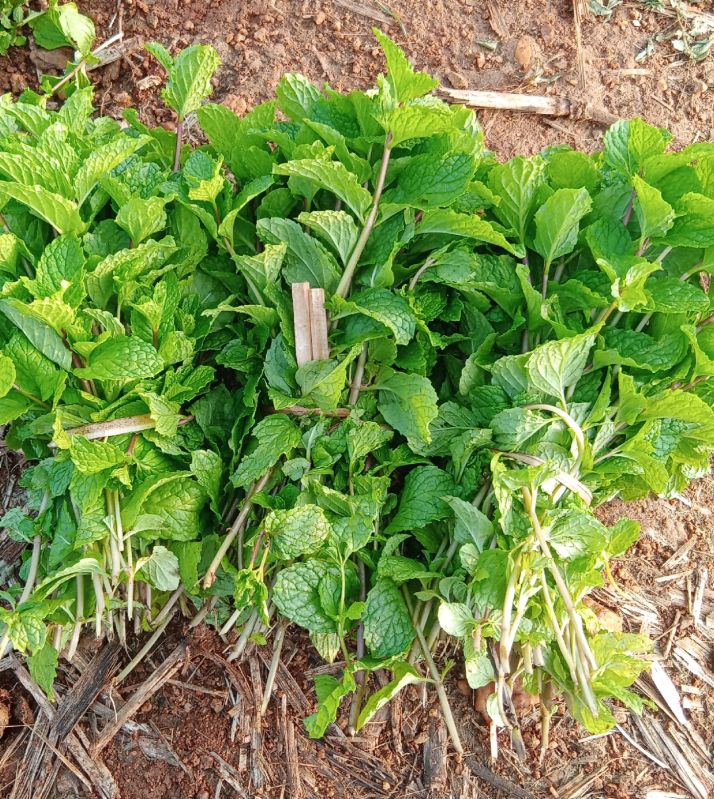 Fresh Mint Leaves