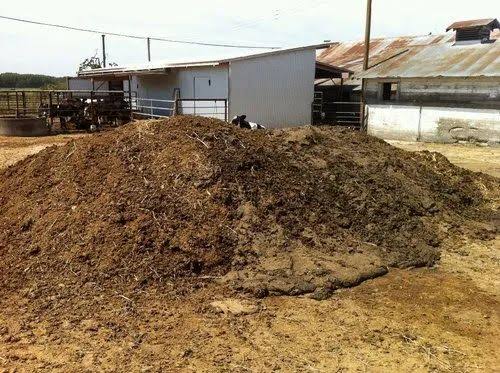 Cow dung, for Agriculture