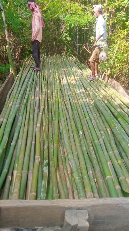 bamboo poles