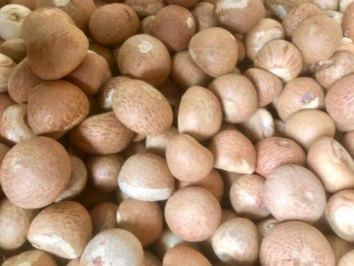 Dry Areca Nut or Betel Nut