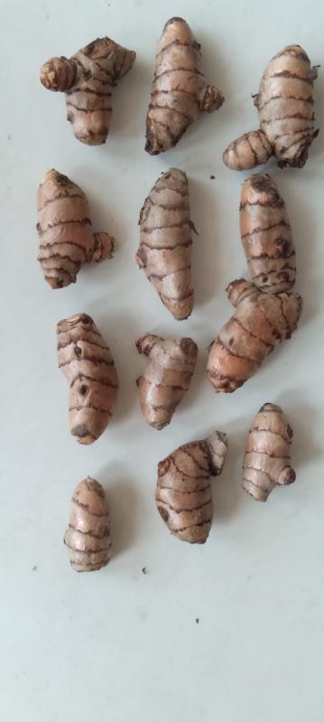 Fresh Raw Turmeric Root