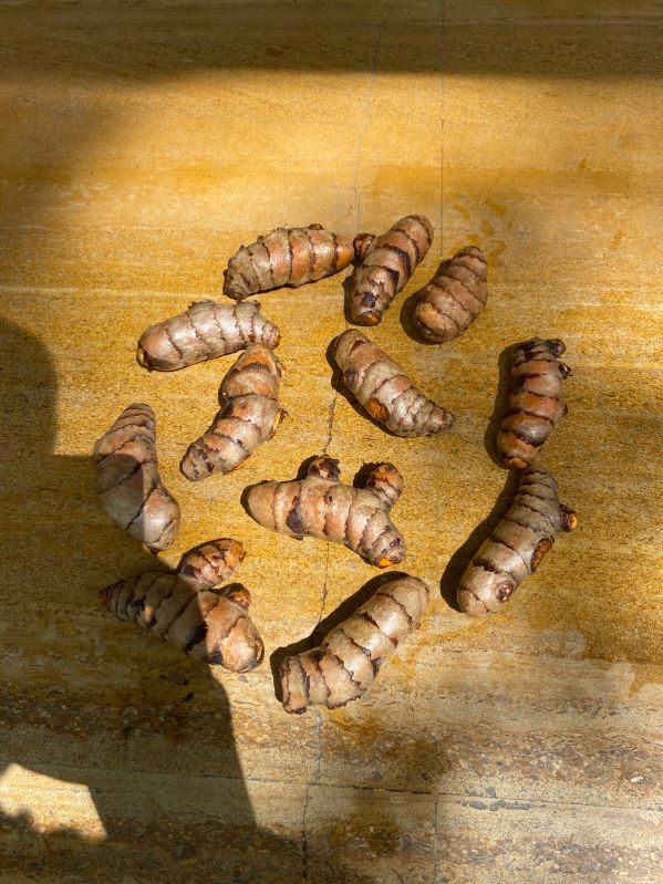 Fresh Raw Turmeric Root