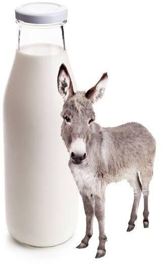 White Liquid Fresh Donkey Milk, for Medicine Use, Purity : 100%