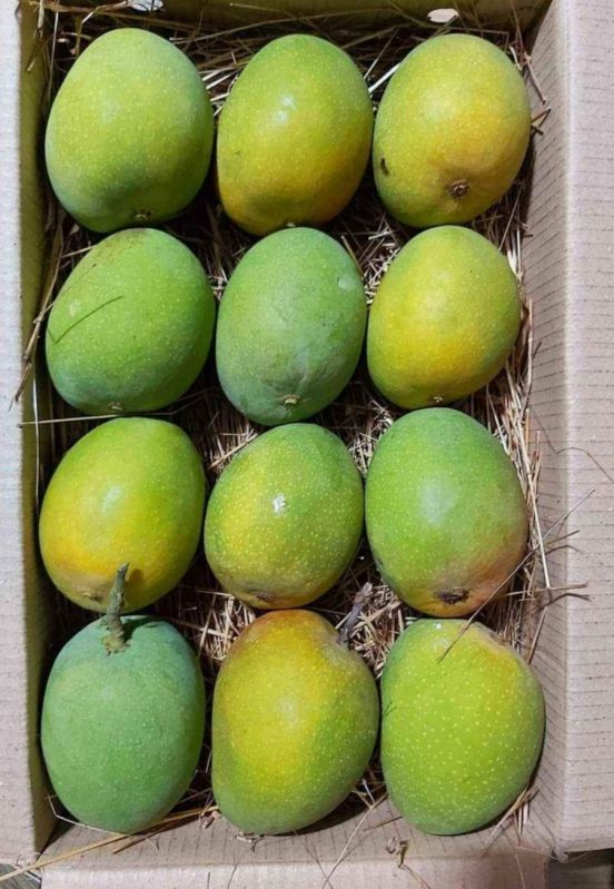 Alphanso Mango