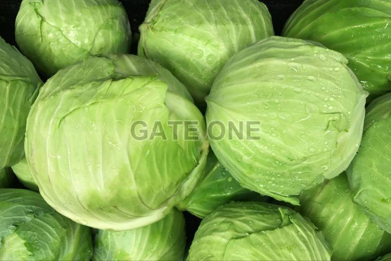 Green Fresh Cabbage, for Cooking, Shelf Life : 3 to 5 Days