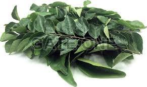 Green Natural Fresh Curry Leaves, for Cooking, Grade Standard : Food Grade