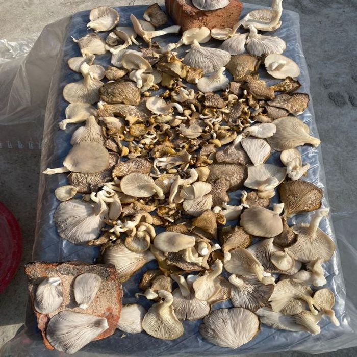 Light Brown Dry Oyster Mushroom, Shelf Life I Year, Packaging Type